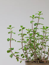 products/SotoProductShootLowQ-1956_56201492-7963-4ce0-a31d-f2e44dd8c5cc.jpg